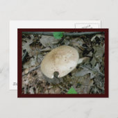 Vollständige Säule Pilz-Postkarte Postkarte (Vorne/Hinten)