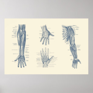 Vollständiges Arm- und Handdiagramm Poster