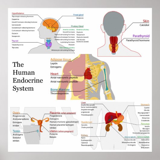 Vollständiges Diagramm des menschlichen Endokrinsy Poster (Vorne)