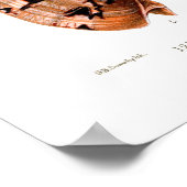 Voluta Muscheln Poster (Ecke)