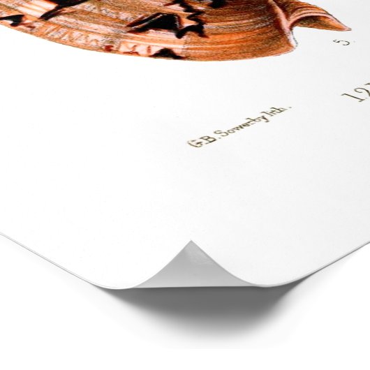 Voluta Muscheln Poster (Ecke)