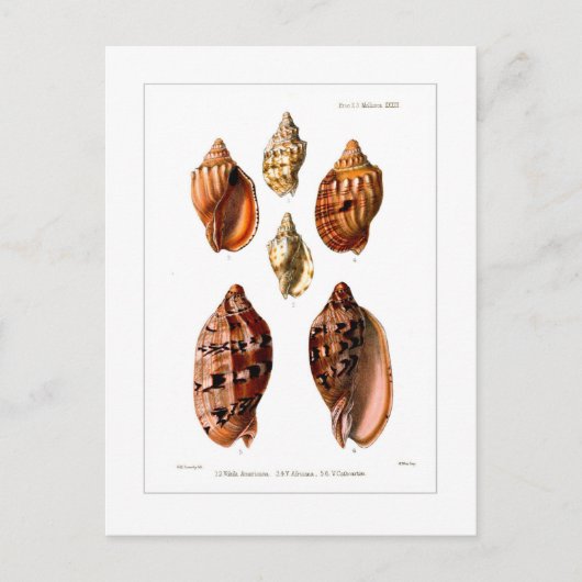 Voluta Muscheln Postkarte (Vorderseite)