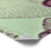 Volvox, Algen Poster (Ecke)