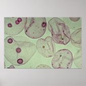 Volvox, Algen Poster (Vorne)