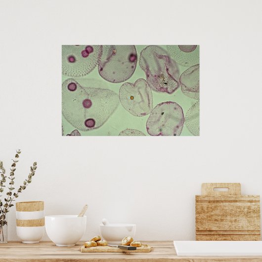 Volvox, Algen Poster (Küche)
