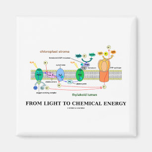 Vom Licht zur chemischen Energie (Fotosynthese) Magnet