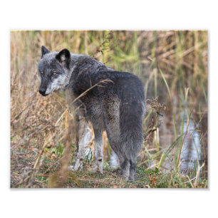 Vom Wasser Stehender Holzwolf Fotodruck