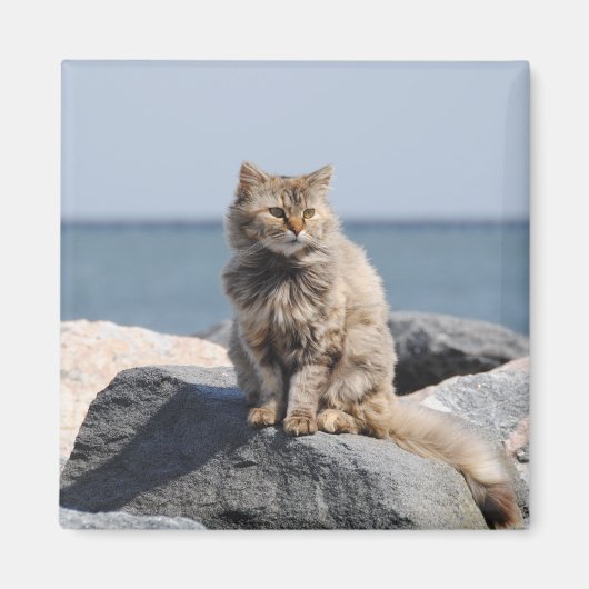 Vom Wind zerzauste Katze am Meer Süßes Foto Magnet (Vorne)