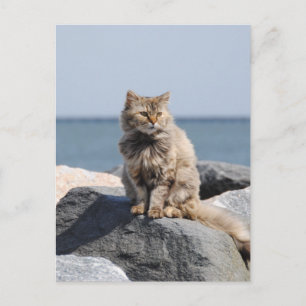 Vom Wind zerzauste Katze am Meer Süßes Foto Postkarte