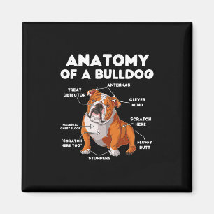 von einem Bulldog Magnet