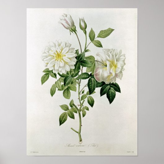 Von Eustache Hyacinthe eingravierte Aime Vibere Poster (Vorne)