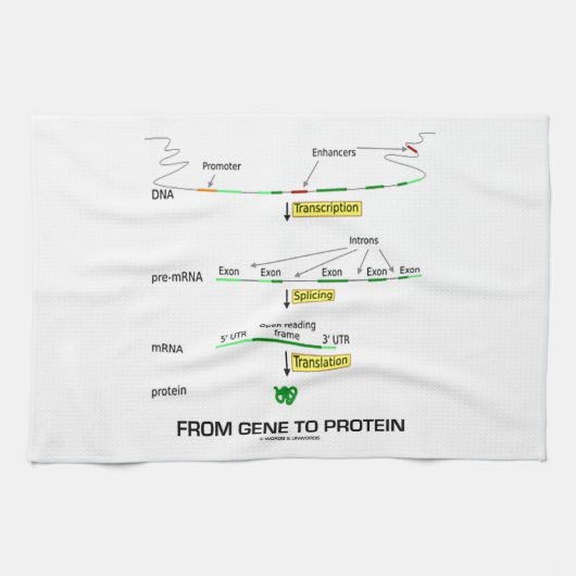 Von Gen zu Protein Küchentuch (Horizontal)