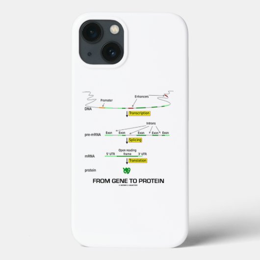Von Gen zu Protein Molekularbiologie Case-Mate iPhone Hülle (Rückseite)
