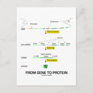 Von Gen zu Protein Postkarte
