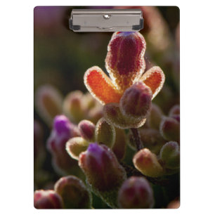 Von hinten beleuchtete bunte saftige Blumen-Knospe Klemmbrett