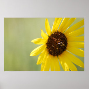 Von hinten beleuchtete wilde Sonnenblume-Leinwand Poster