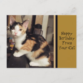 Von Ihrer Katze Geburtstag Grußkarte Postkarte