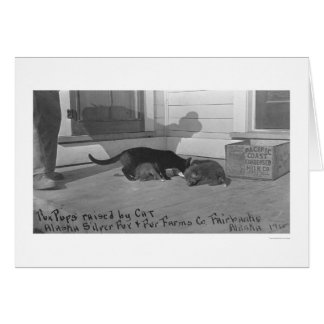 Von Katze 1915 aufgezogene Fox-Jungtiere