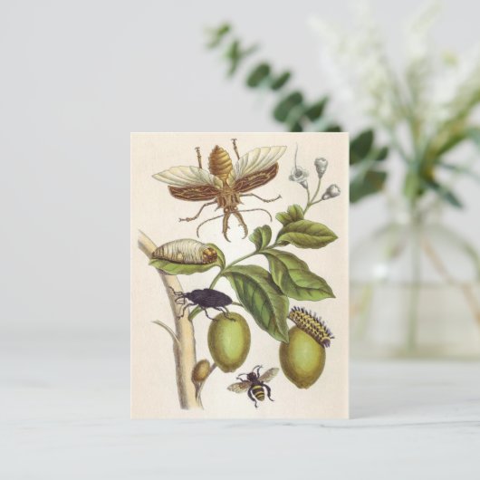 von Metamorphose insectorum Surinamensium, Platte Postkarte (Stehend Vorderseite)