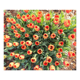 Von oben sichtbare Tulips Fotodruck