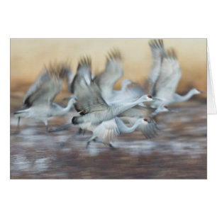 Von Sandhill Cranes abheben.