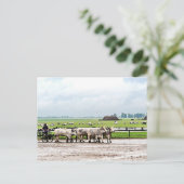 Von ungarischen Graukatteln gezeichnet Warenkorb Postkarte (Stehend Vorderseite)