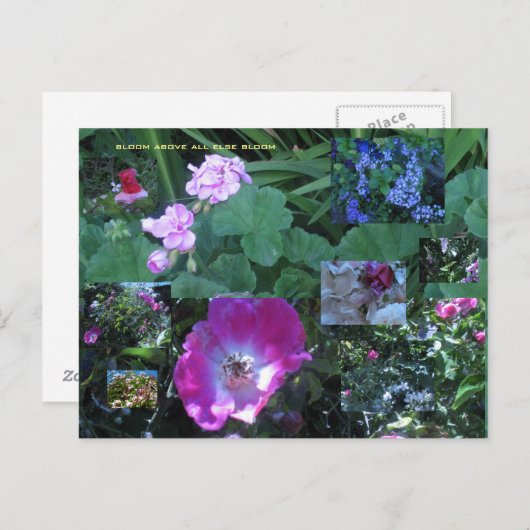 vor allem blühen postkarte (Vorne/Hinten)