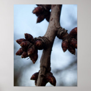 Vor dem Blossom-Poster Poster