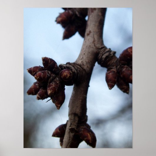 Vor dem Blossom-Poster Poster (Vorne)
