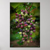 Vor dem Wein Poster (Vorne)