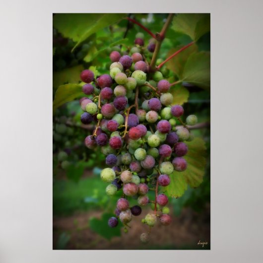 Vor dem Wein Poster (Vorne)