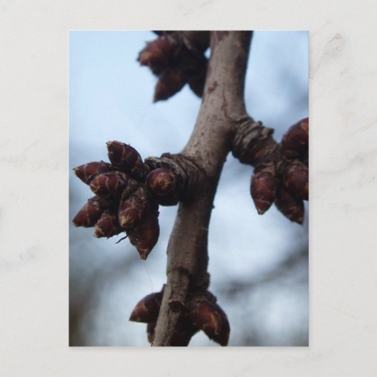 Vor der Blossom Postkarte (Vorderseite)
