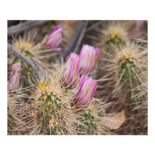 vor der Blüte Fotodruck