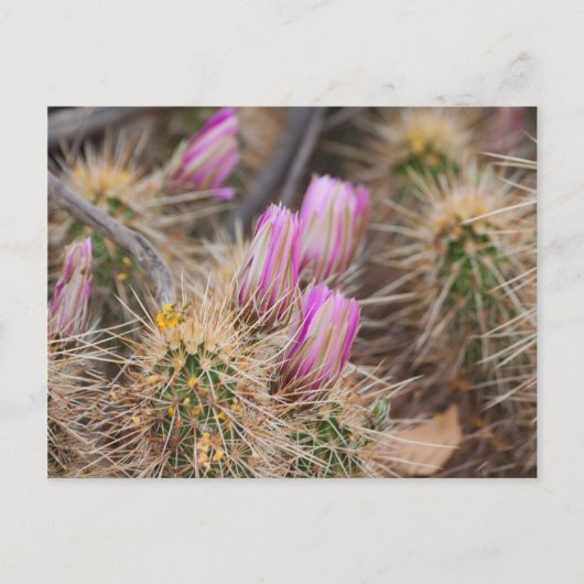 Vor der Blüte Postkarte (Vorderseite)