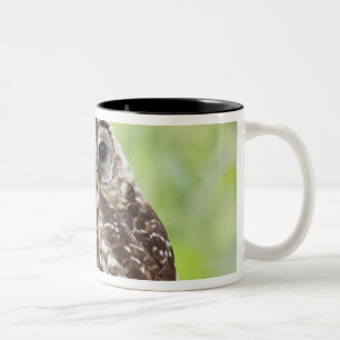 Vor-Erwachsener das Nest vor kurzem verlassend Zweifarbige Tasse