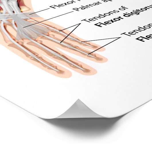 Vorarmmuskeln, Vorderseite und Hinteransicht Poster (Ecke)