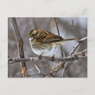 Vorbereitung für die Postkartonabnahme Postkarte