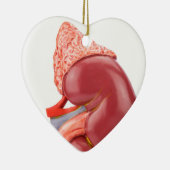 Vorbildliche menschliche Niere draußen Keramik Ornament (Rechts)