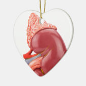 Vorbildliche menschliche Niere draußen Keramik Ornament (Links)