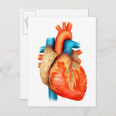 Vorderansicht des menschlichen Herzens Postkarte (Vorne/Hinten)