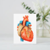 Vorderansicht des menschlichen Herzens Postkarte (Stehend Vorderseite)