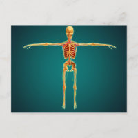 Vorderansicht des menschlichen Skeletts mit Nerven