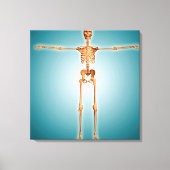 Vorderansicht des menschlichen Skelettsystems Leinwanddruck (Vorderseite)