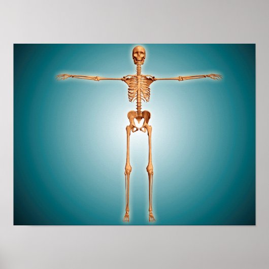 Vorderansicht des menschlichen Skelettsystems Poster (Vorne)