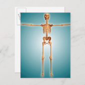 Vorderansicht des menschlichen Skelettsystems Postkarte (Vorne/Hinten)