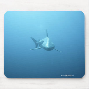 Vorderansicht eines Tiger-Haifischs Mousepad