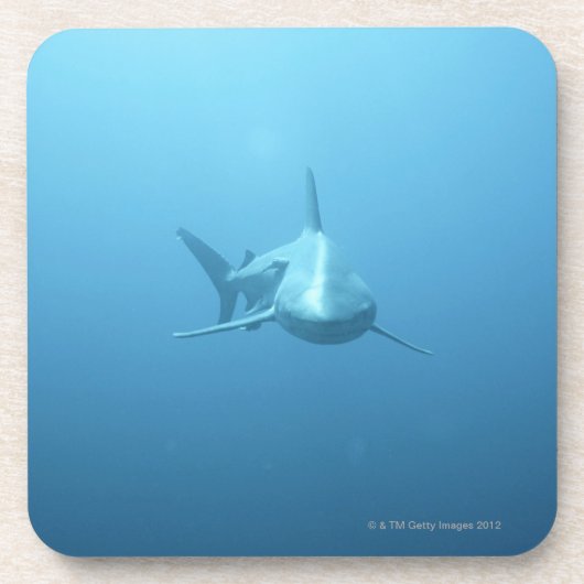 Vorderansicht eines Tiger-Haifischs Untersetzer (Vorderseite)