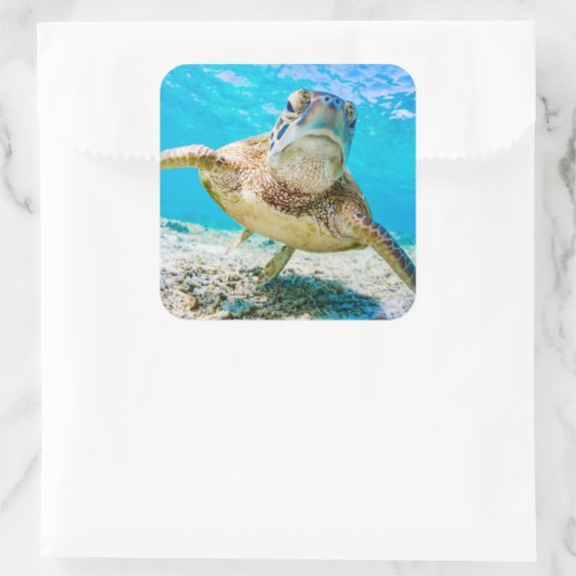 Vorderschildkröte Quadratischer Aufkleber (Tasche)