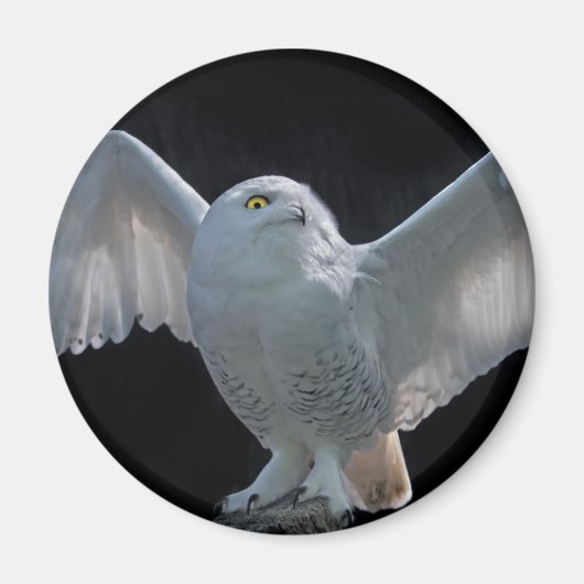 Vorflug-Karo-Magnet Magnet (Vorne)