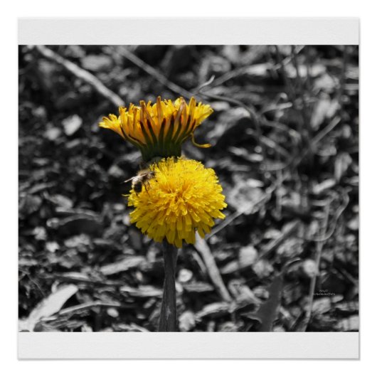 Vorfrühling-Bestäubung Poster (Vorderseite)